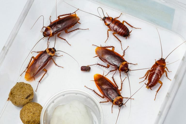 How to Get Rid Of Cockroaches In The Kitchen Cabinet