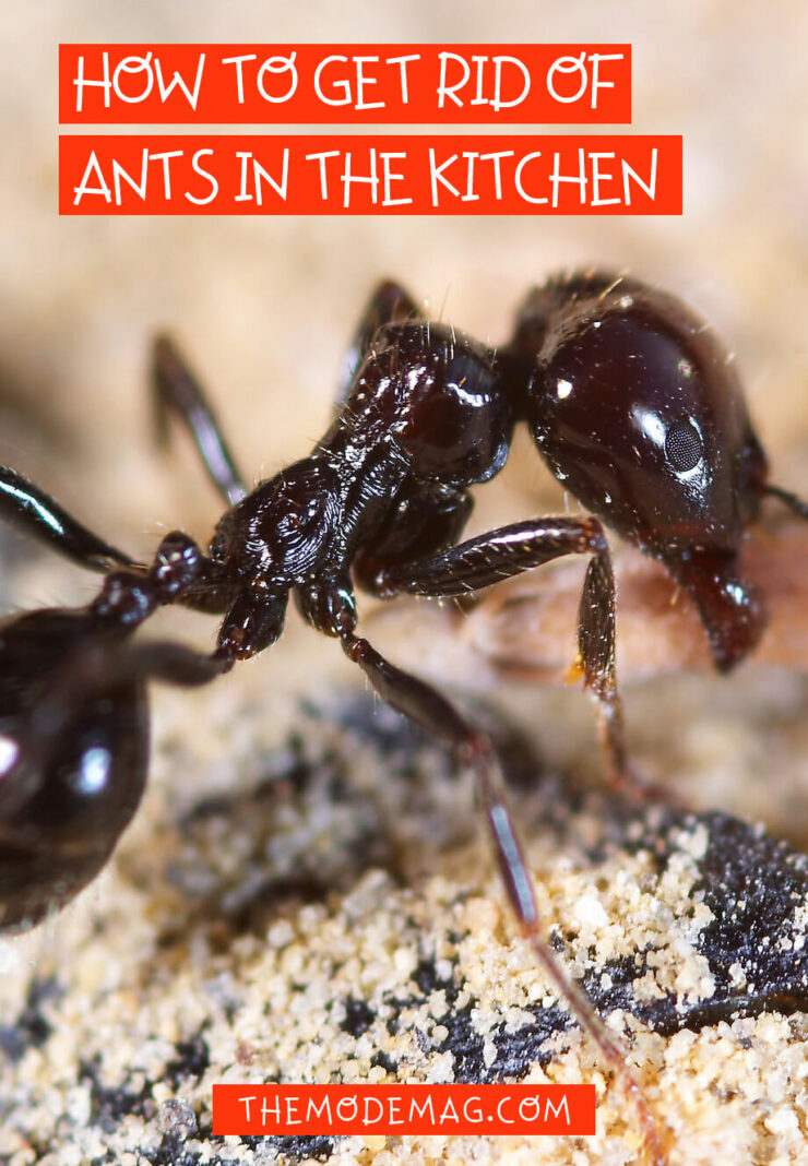 how to get rid of ants in the kitchen