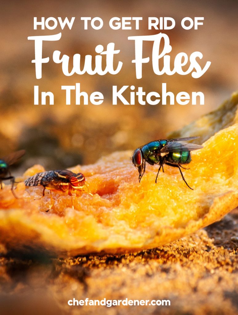 How to get rid of fruit flies in the kitchen