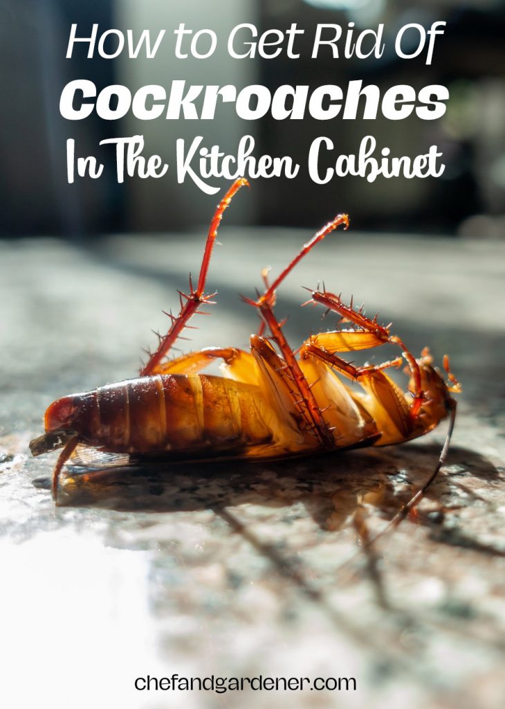 how to get rid of cockroaches in the kitchen cabinet