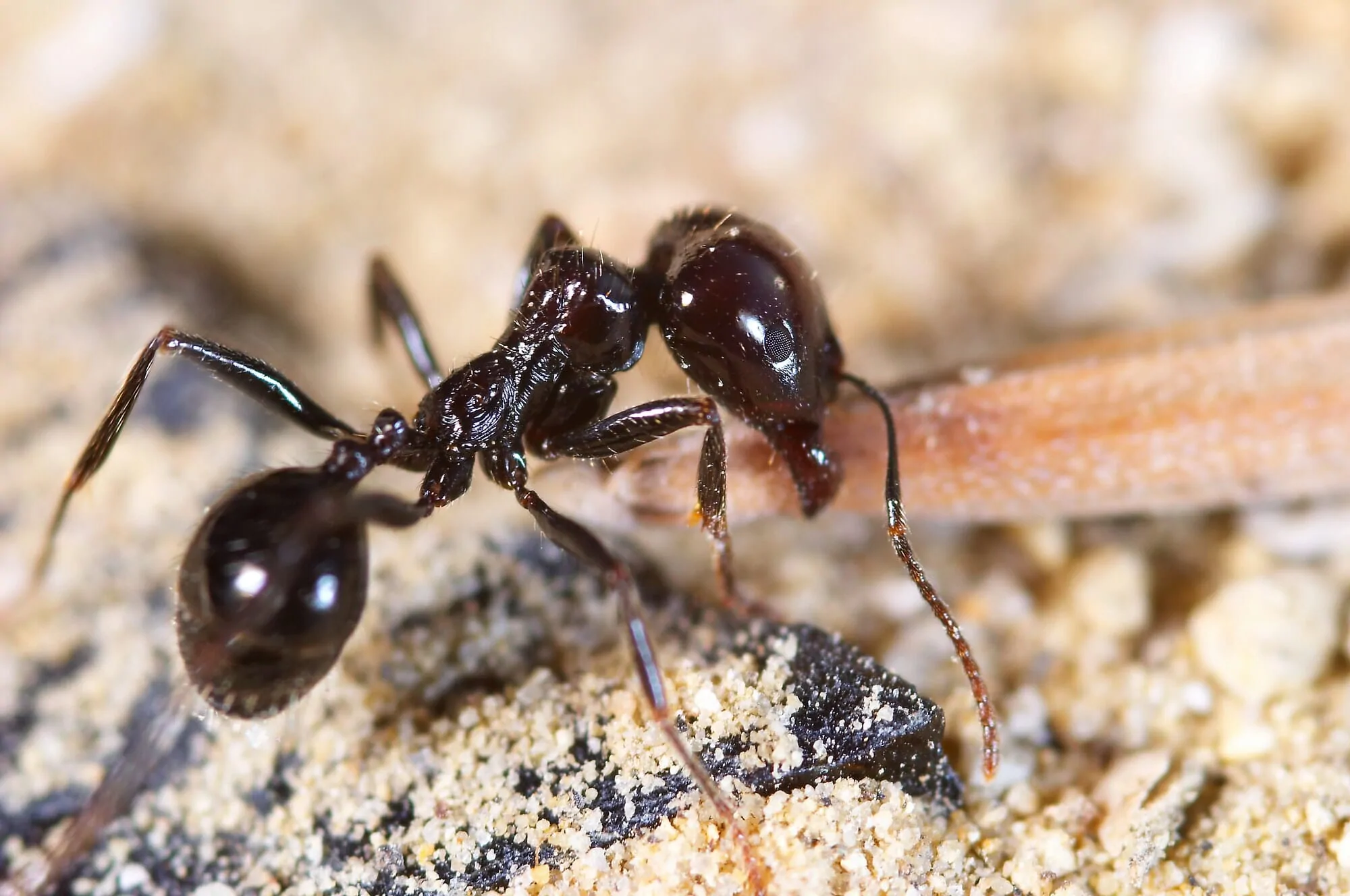 How to get rid of ants in the kitchen