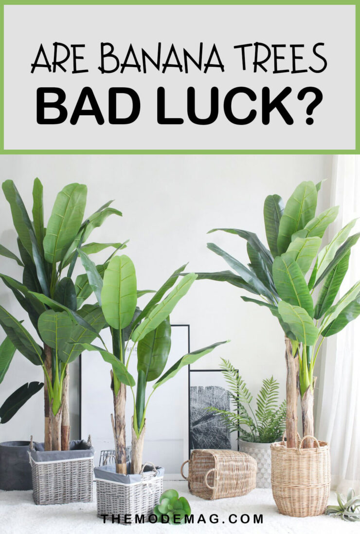 Are banana trees bad luck?