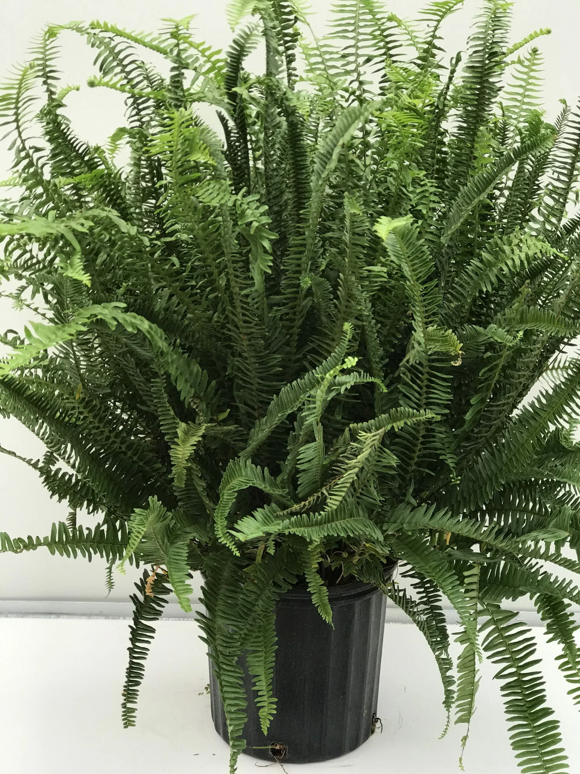 Kimberly Queen Fern plants for purifying air