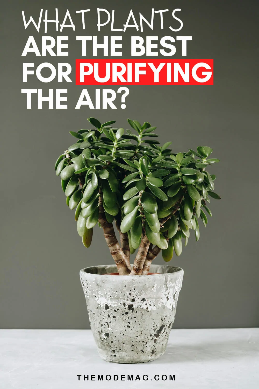 What Plants Are The Best For Purifying The Air?