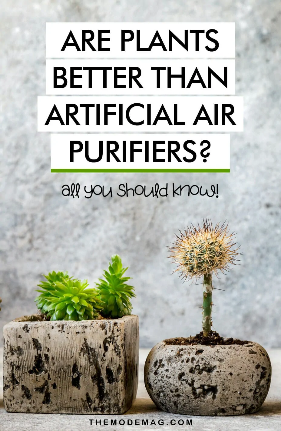 Are Plants Better Than Artificial Air Purifiers?