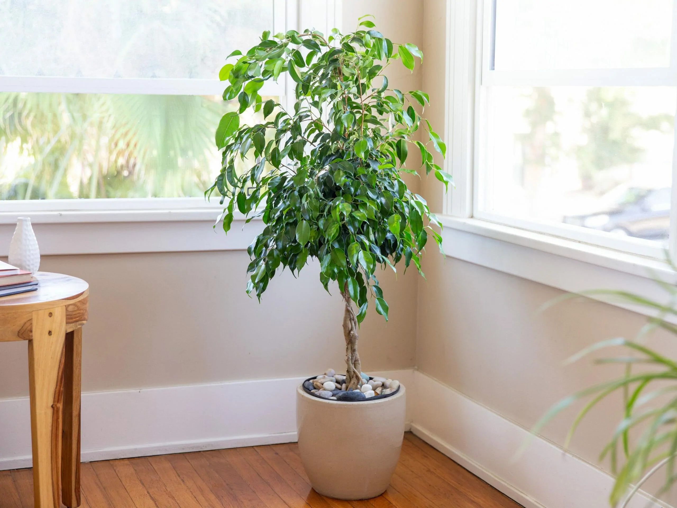 best plants for air purifying - weeping fig tree