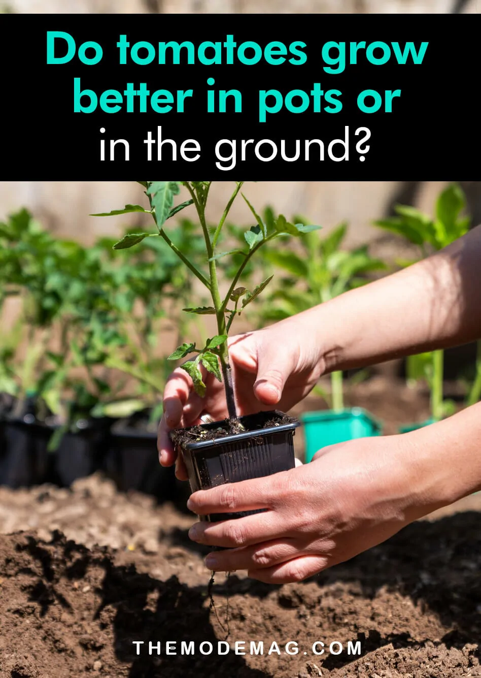 Do tomatoes grow better in pots or in the ground?