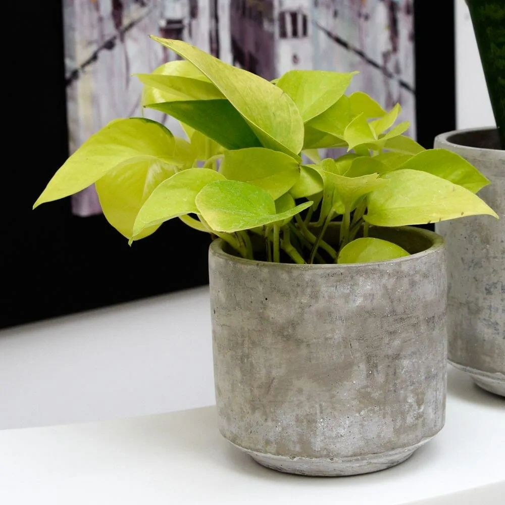 golden pothos indoor plants without sunlight