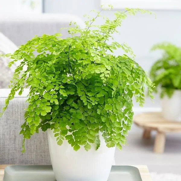Maidenhair Fern for indoor plants