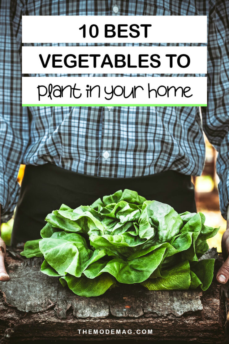 10 Best Vegetables to Plant In Your Home Now