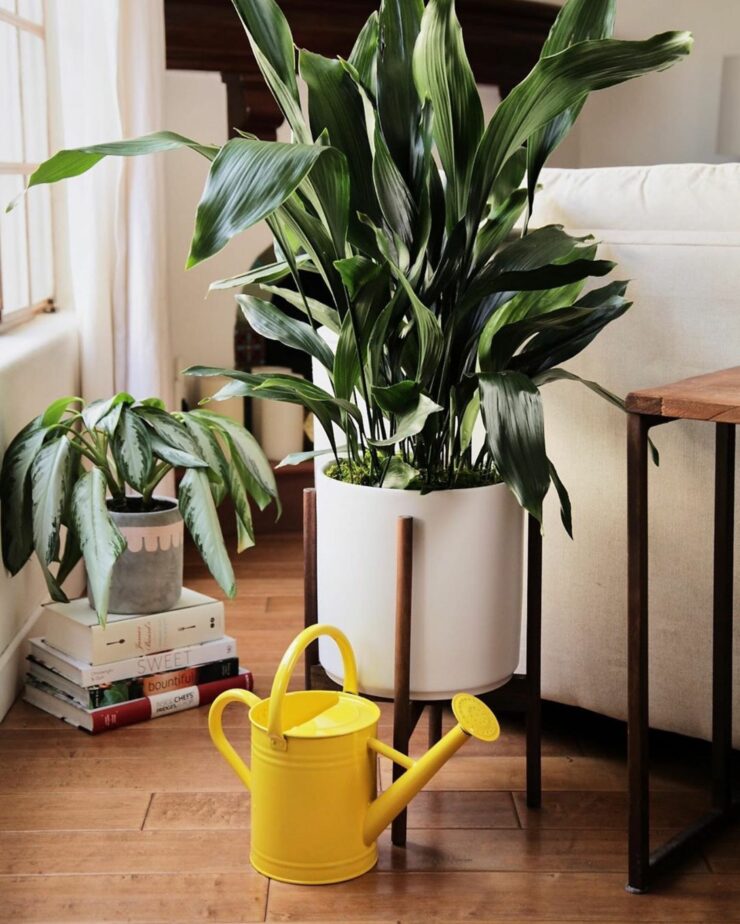 cast iron plant for indoors 