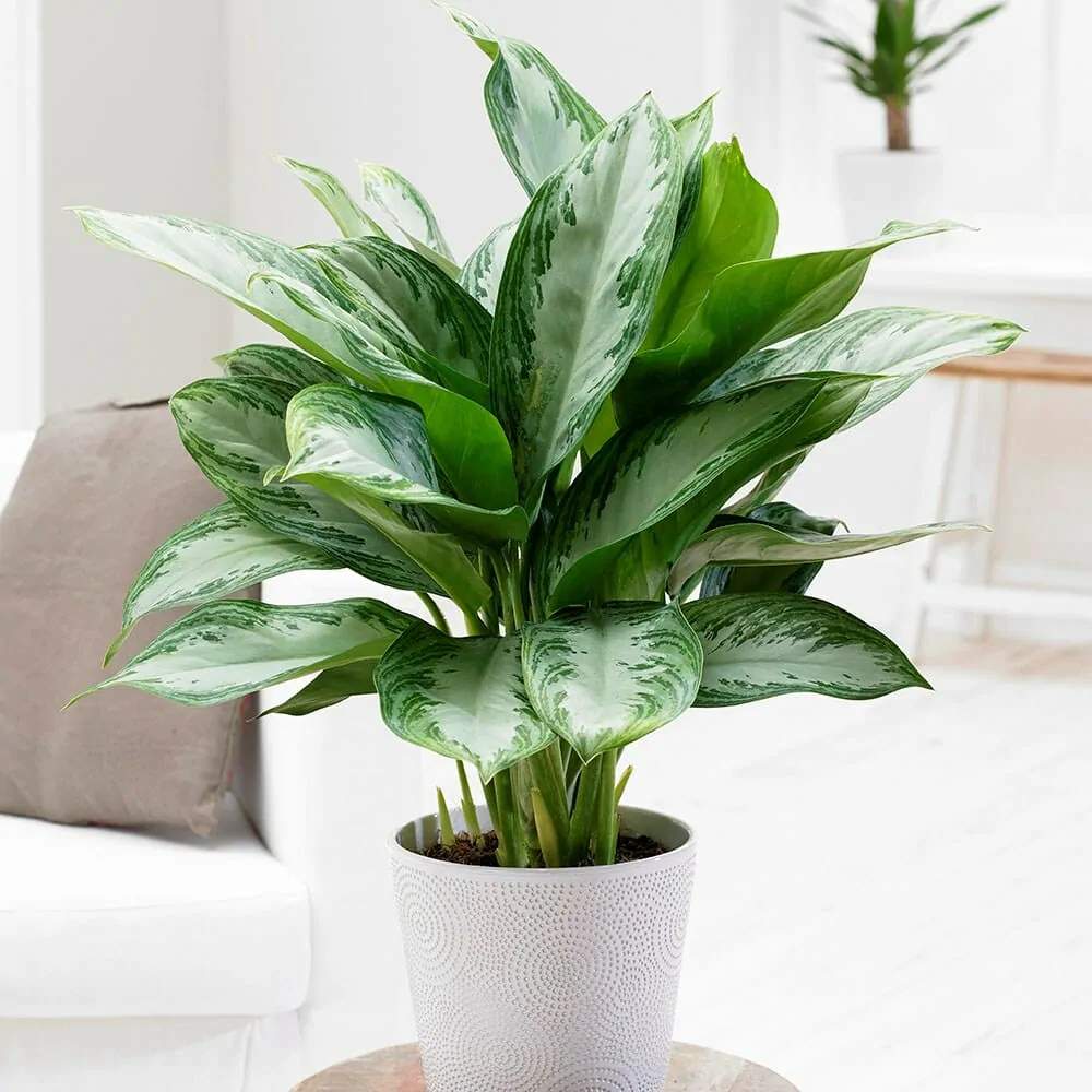 Indoor plants that don't need sunlight