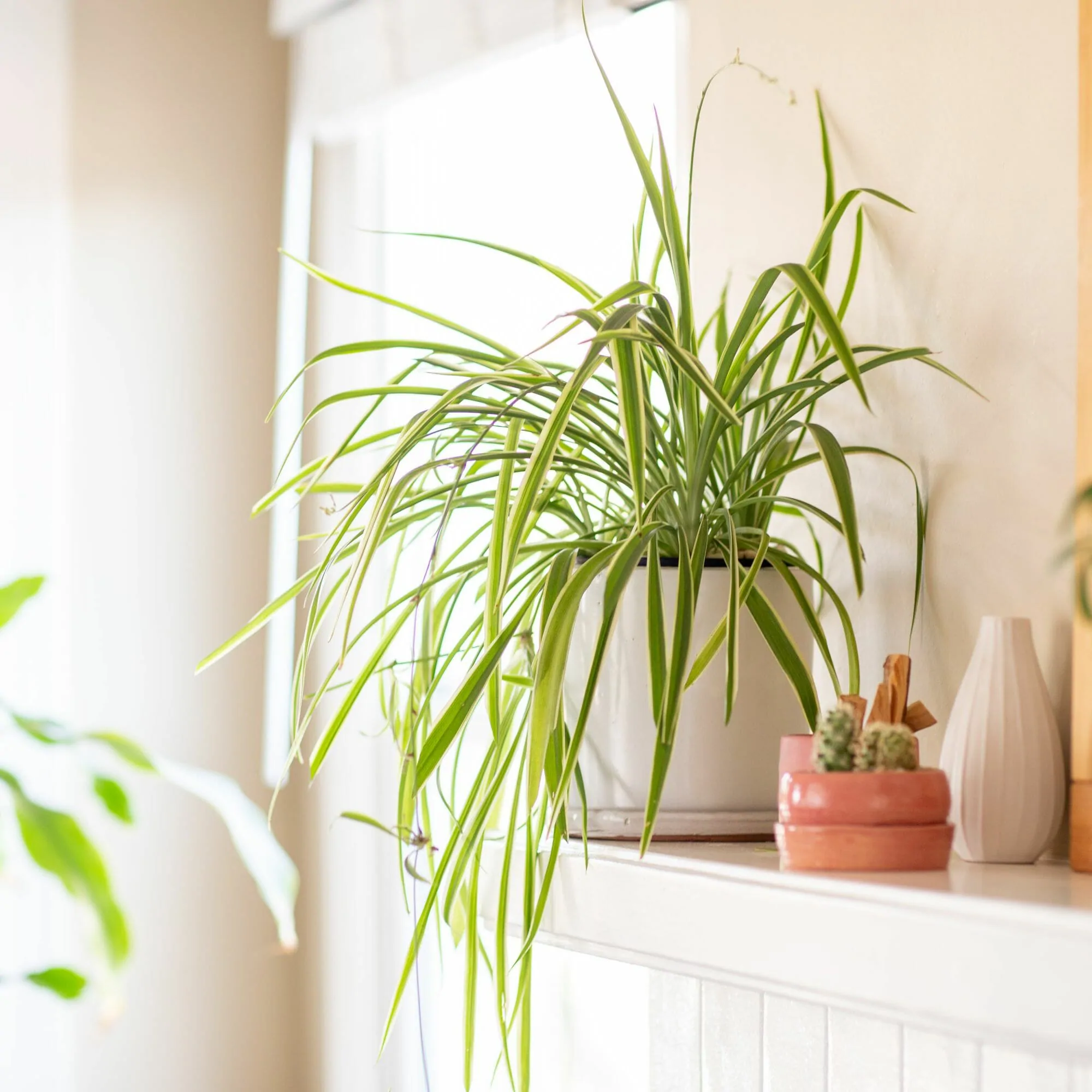 spider plant for indoors