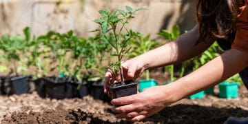 Do tomatoes grow better in pots or in the ground?