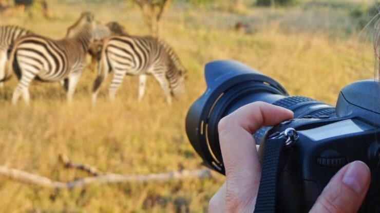 Safari Photography Tips and Techniques